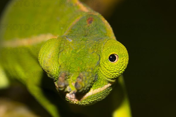 Close-up of the eye and nose of a petter's chameleon