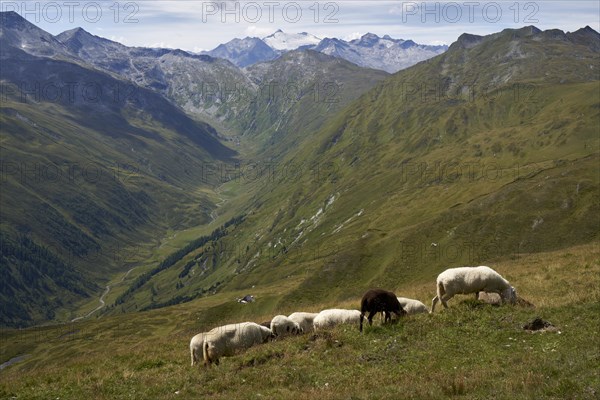 Sheep on the summit of the Weisseck