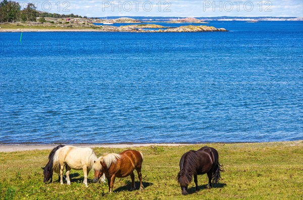 Free-roaming and grazing ponies on the northern beach of South Koster Island