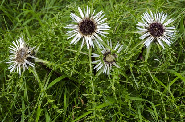 Flowering specimens of a silver thistle