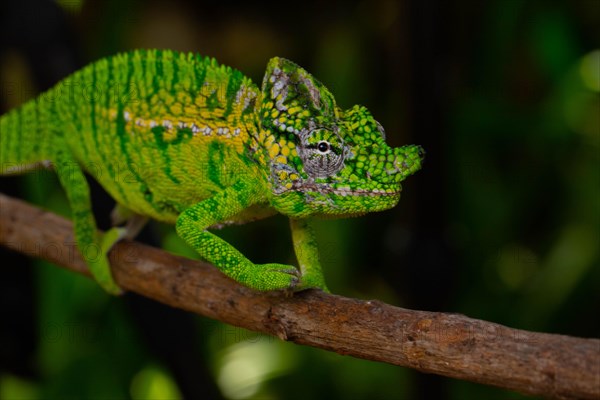 Rediscovered male voeltzkow's chameleon