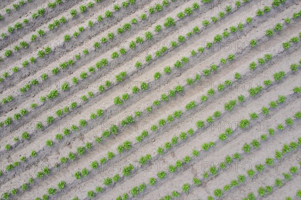 Aerial view over rows of green shoots of potato