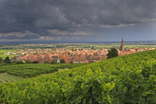 Thunderstorm approaching vineyards and view over the village Dambach-la-Ville