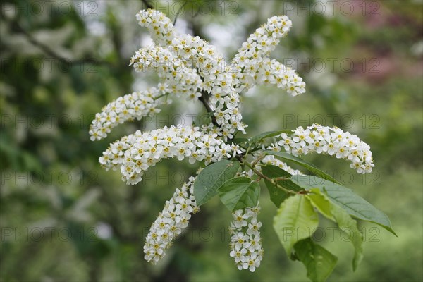 European bird cherry