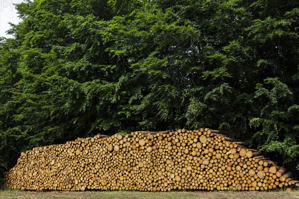 Logs of coniferous wood are stacked in a pile in the forest. Ummanz