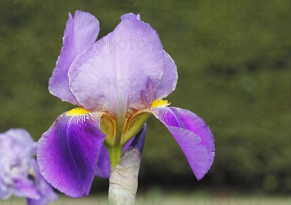 German lily hybrid