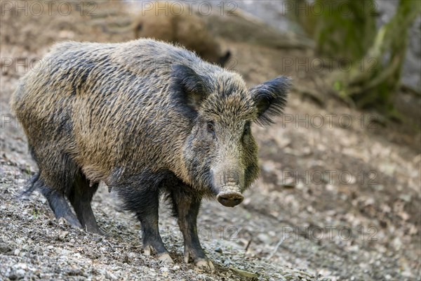 Wild boar