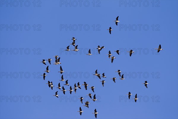 Greater white-fronted geese