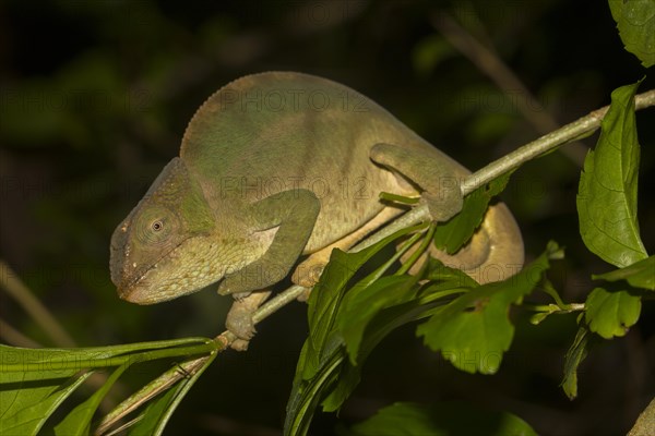 Large chameleon