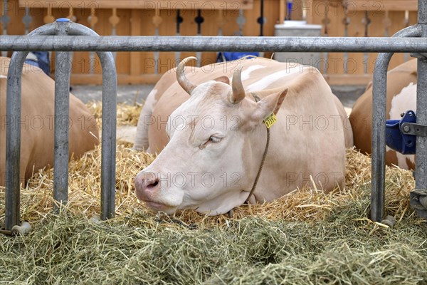 Simmental dairy cow