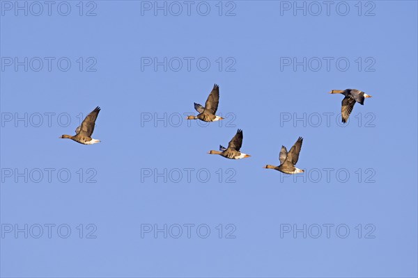 Flock of greater white-fronted geese