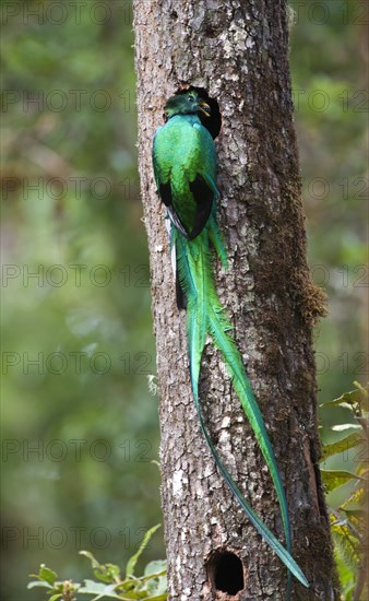 Resplendent Quetzal