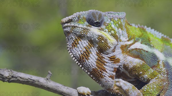 Close-up portrait of curious Panther chameleon