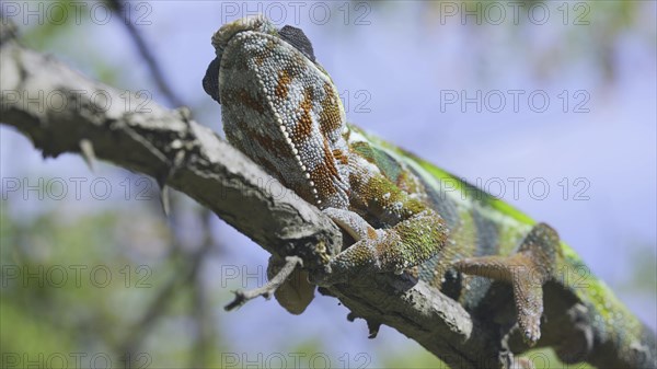 Close up of chameleon lies on branch and looks around on sunny day on blue sky background