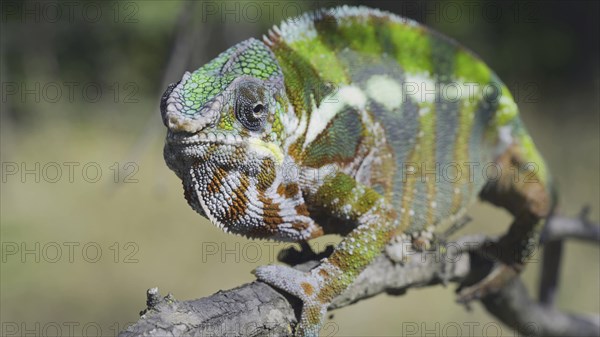 Green chameleon walks along branch and looksat around on bright sunny day on the green trees background