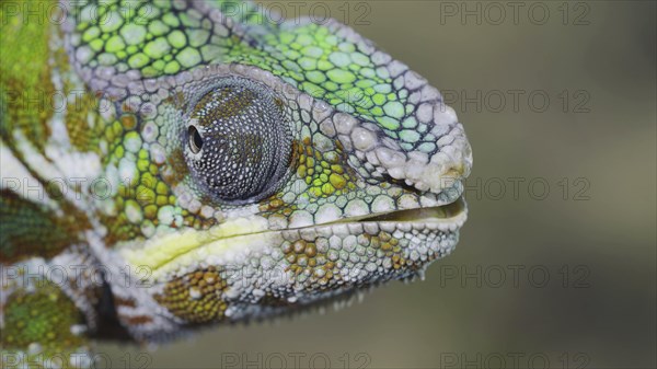 Portrait of Bright Panther chameleon