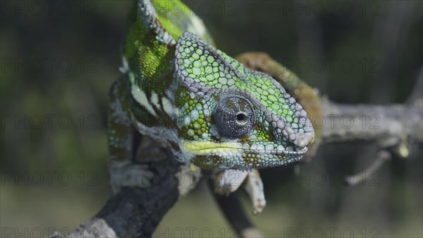 Portrait of Bright Panther chameleon