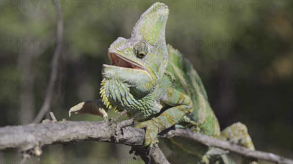 Close-up of disgruntled elderly chameleon walking along thorny branch of tree opening its mouth