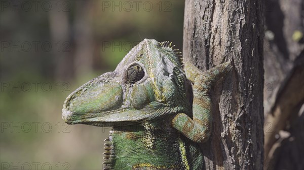 Portrait of elderly chameleon perched on tree trunk