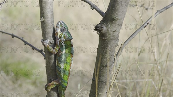 Green chameleon going up tree trunk on sunny day