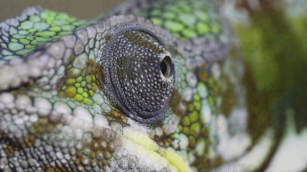 Extreme close-up portrait