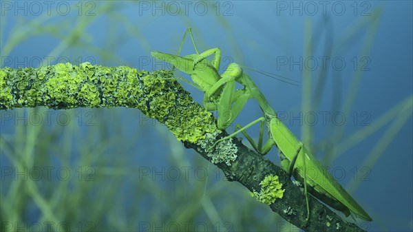 Large female green praying mantis greedily eating green grasshopper sitting on tree branch covered with lichen