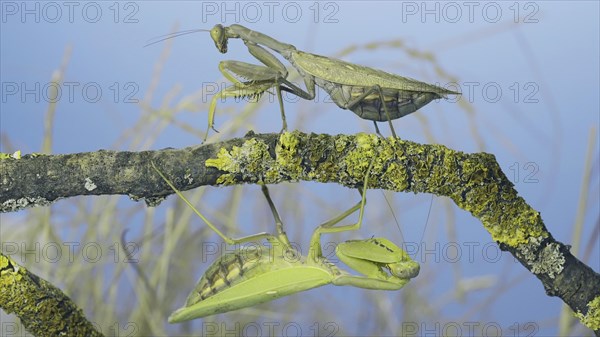 Large female praying mantis goes under tree branch on which another female sits and looks at her