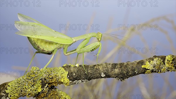 Large female green praying mantis sits wings spread on the tree branch covered with lichen and looks around