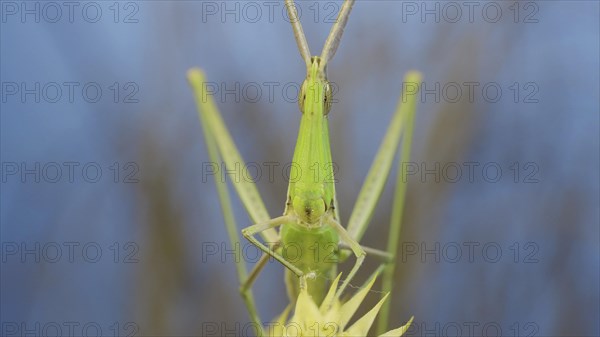 Frontal portrait of Giant green slant-face grasshopper Acrida sitting on spikelet on grass and blue sky background