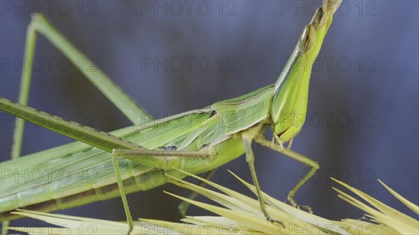 Close-up of an active Giant green slant-face grasshopper Acrida on spikelet on grass and blue sky background