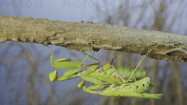 Mating process of praying mantises