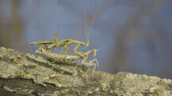 Couple of praying mantis mating on tree branch
