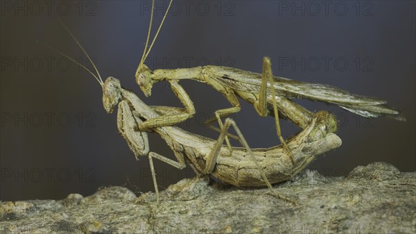 Clode-up of couple of praying mantis mating on tree branch