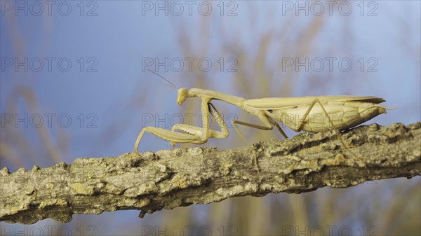 Big female praying mantis sitting on branch in the grass and blue sky background