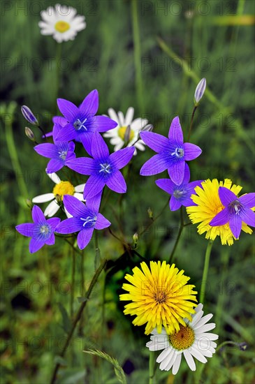 Meadow bellflower