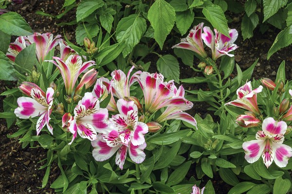 Peruvian lilies