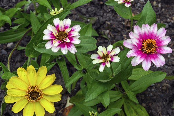 Zinnias