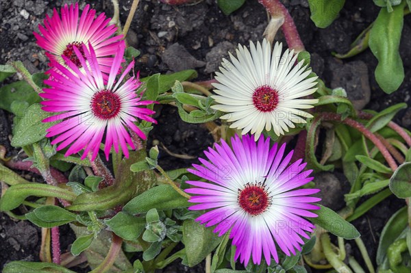 Midday flowers