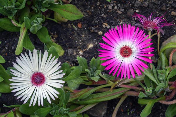 Midday flowers