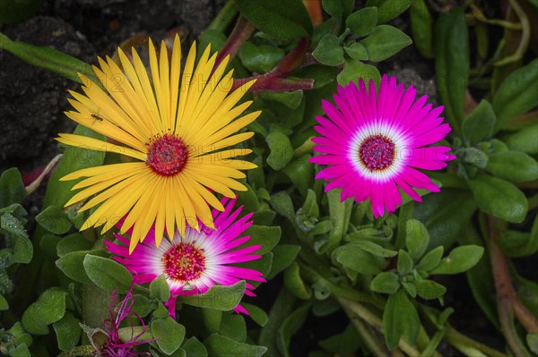 Midday flowers