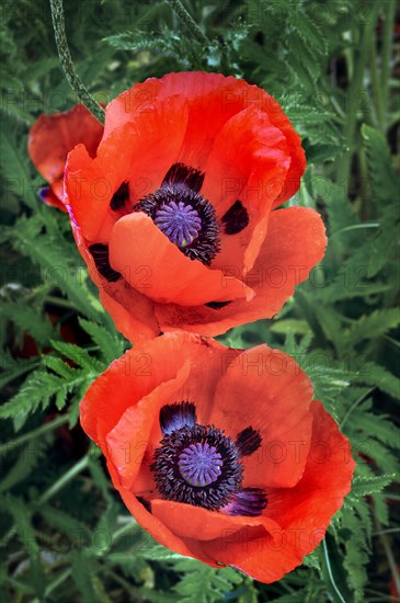 Poppy