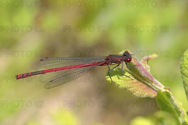 Male large red damselfly