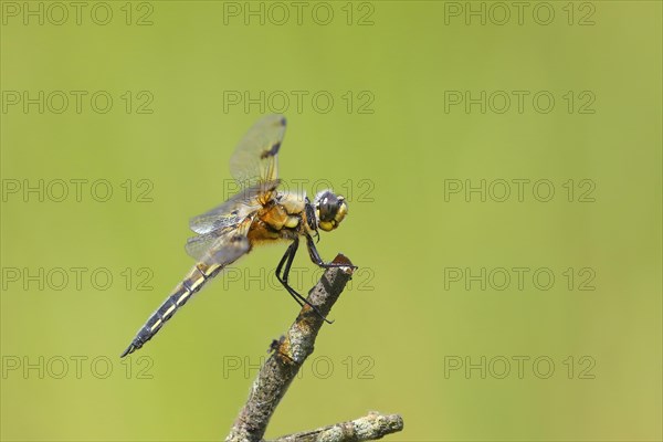 Four-spotted chaser