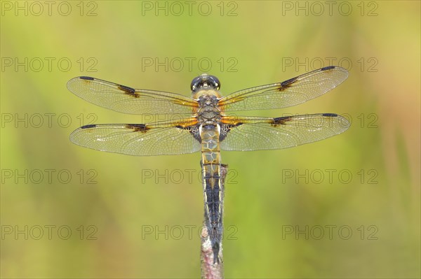 Four-spotted chaser