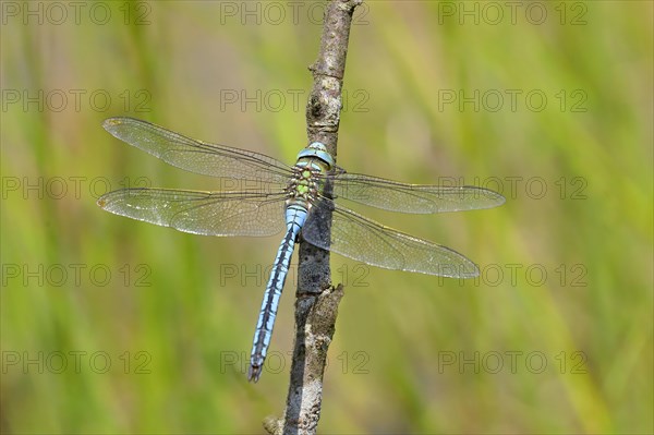 Emperor dragonfly