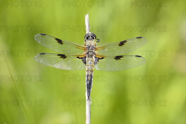 Four-spotted chaser