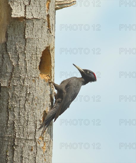 Black Woodpecker