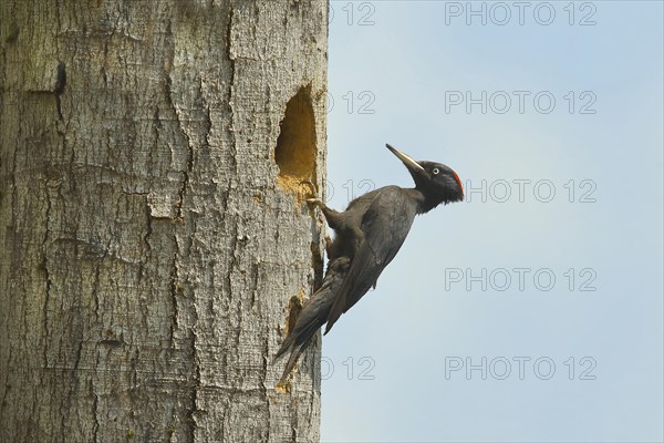 Black Woodpecker