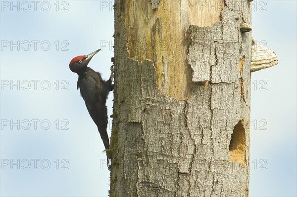 Black Woodpecker