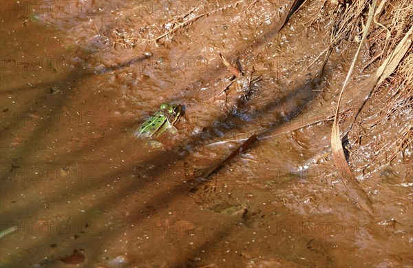 Frog in a pond